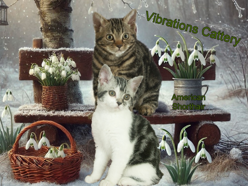 American Wirehair & American Shorthair